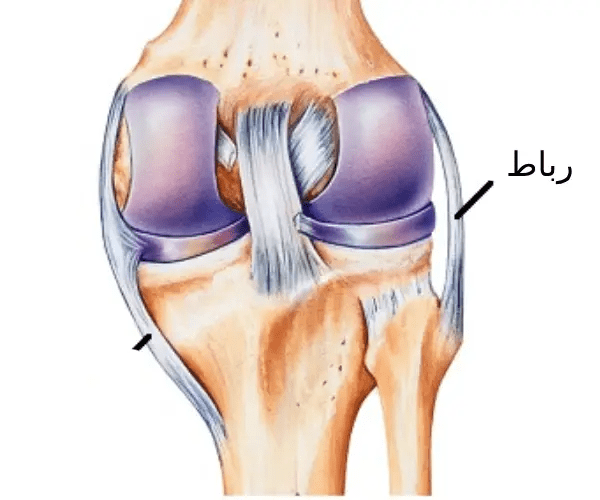 تمام چیزهایی که باید درباره رباط زانو بدانید | ویژگی‌ها + آسیب‌ها